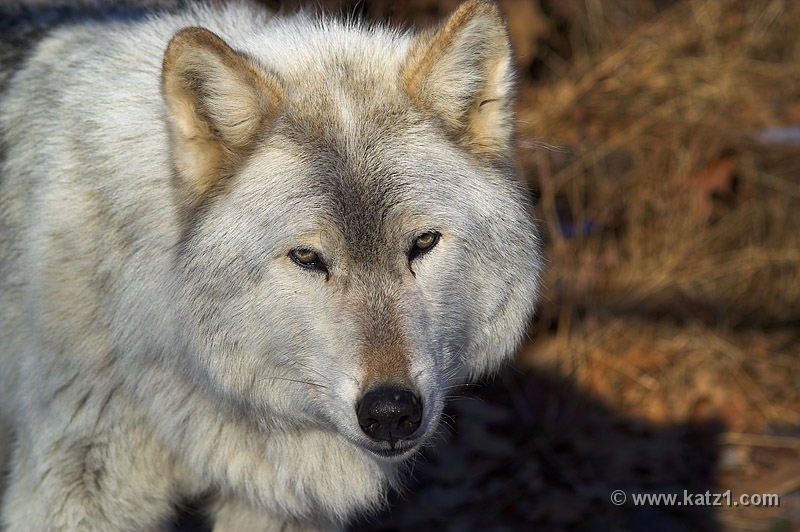Arctic Wolf 046